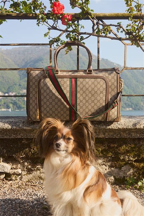 mytheresa gucci pet collection.